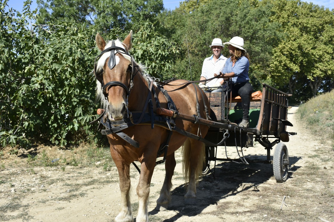 Livraison des paniers en jardinière, comme avant !