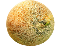 melon