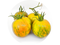 tomates_green_zebra_1